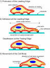 Actin based cell motility and cell locomotion