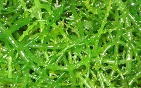 rumput laut kulinerplus
