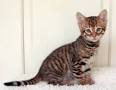 Toyger cat price