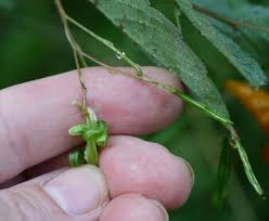 Image result for jewelweed