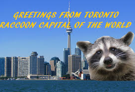 Image result for raccoons in toronto