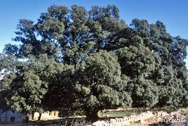 Resultat d'imatges de Carrasca de Culla