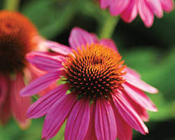Echinacea flower