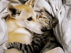 Bildergebnis für cuddling animals gif