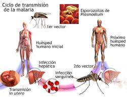 Resultado de imagen para malaria