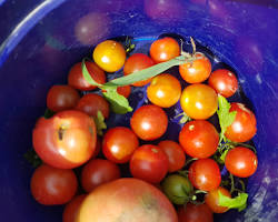 빨갛게 익은 방울토마토가 주렁주렁 열린 텃밭 이미지 이미지