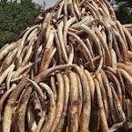ivory sales China begin victory