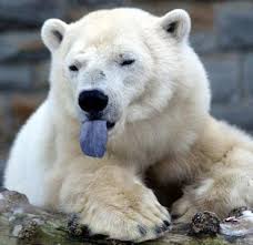 Image result for pics of pizzly bear