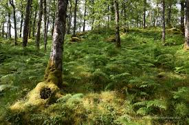 Bildergebnis für schöner wald
