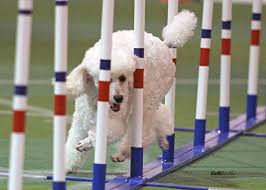 Agility performed by canine