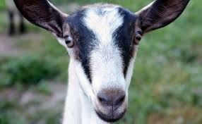 Image result for GOAT