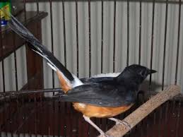 Hasil gambar untuk murai batu