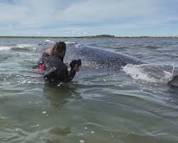 German minister defends decision to allow attempt to rescue whale Timmy