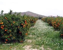 صورة Sinaasappelboomgaard