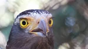 Image result for macaw parrot hd