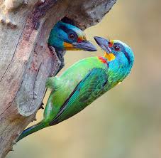 Most beautiful birds in the World