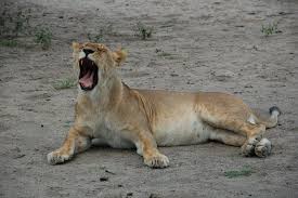 Image result for ruaha park