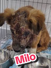 Milo bị ghẻ và cách điều trị hữu hiệu | TikTok