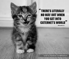 Cat Quotes - Meow Aum! via Relatably.com