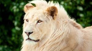 Lion King Wallpapers HD