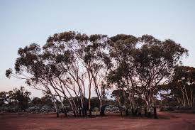 Farm heir plants 80,000 trees on land with almost no vegetation