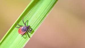 borreliose