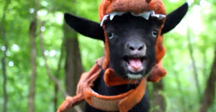 Image result for GOAT