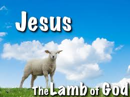 Image result for lamb jesus