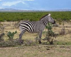 Zebra-do-cabo