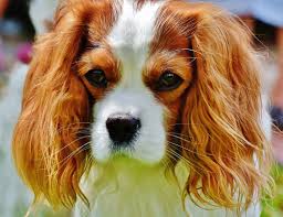 Image result for pixabay dog puppy spaniel