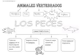 Resultado de imagen para animales vertebrados para niños