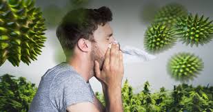 Image result for allergy