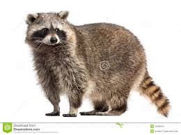 Résultats de recherche d'images pour « PHOTO DE RATON LAVEUR »