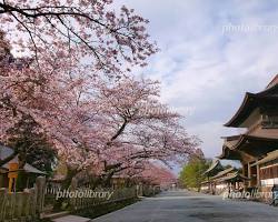 阿蘇神社 桜の画像