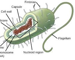 Immagine di prokaryotic cell