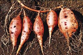 Image result for akar ubi jalar