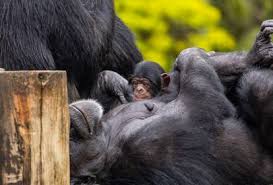 Chega mais um chimpanzé ao Zoológico de São Paulo