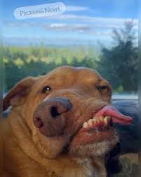 Picasso, Newt &amp; The Wonky Dogs - 👅Picasso👅providing his best #TongueOutTuesday 👅 #WryMouth #BornThisWay #TheOriginalWonkyDog #PerfectlyImperfect #IOnlyLickLeft #RescuedandLoved #LuvableDogRescue #Adopt | Facebook