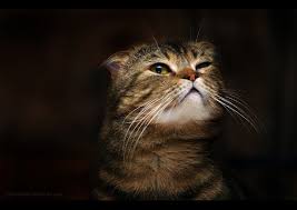 Картинки по запросу хитрый