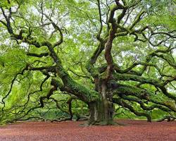Image of Live Oak Tree
