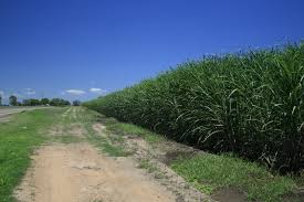 Image result for images of sugarcane fields
