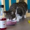 Story image for Best Pet Supplies Pet Medical Collars For Sale from Good Food