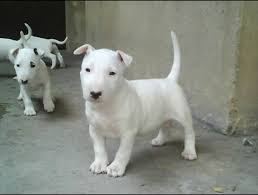 Resultado de imagen para bull terrier fotos cachorros