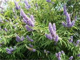 Tetradium daniellii var. hupehensis에 대한 이미지 검색결과