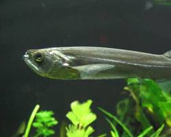 Bicuda