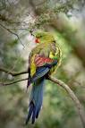 Pictures of 2 parrots talking backup <?=substr(md5('https://encrypted-tbn3.gstatic.com/images?q=tbn:ANd9GcQ7NJEgP92C_gp4hMcODayE4MEKi43T4-WdnmEkrKQN9CKdi7udBupU-WQ'), 0, 7); ?>