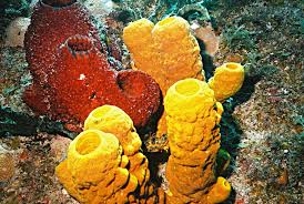 ESPONGES