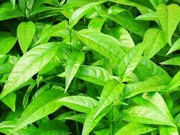 Image result for cây hoàn ngọc