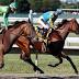 American Pharoah returns to racing: Haskell preview, post time
