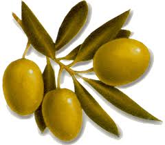 نتيجة بحث الصور عن الزيتون